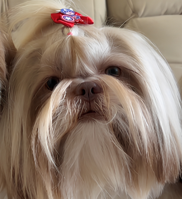Foto real do Pingo